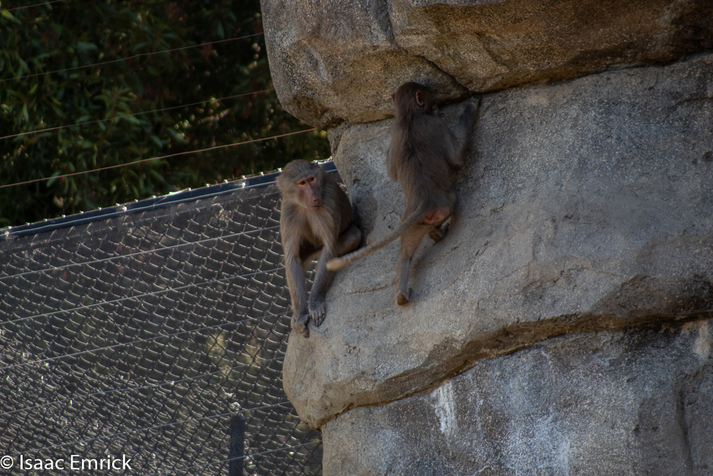 Oakland Zoo 23