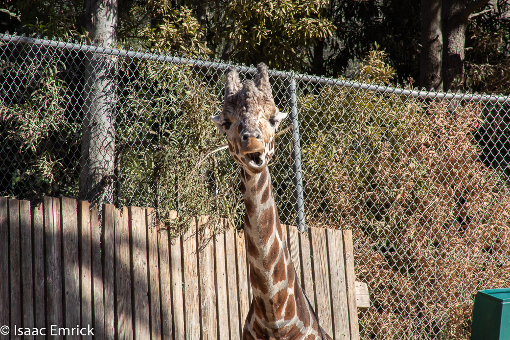 Oakland Zoo 25