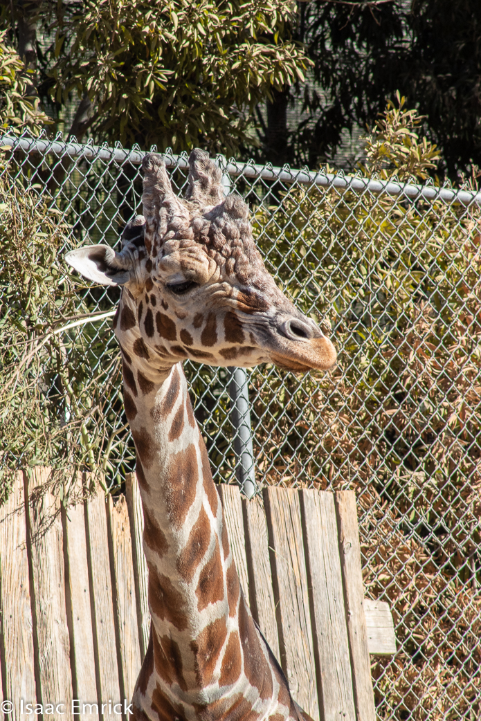 Oakland Zoo 26