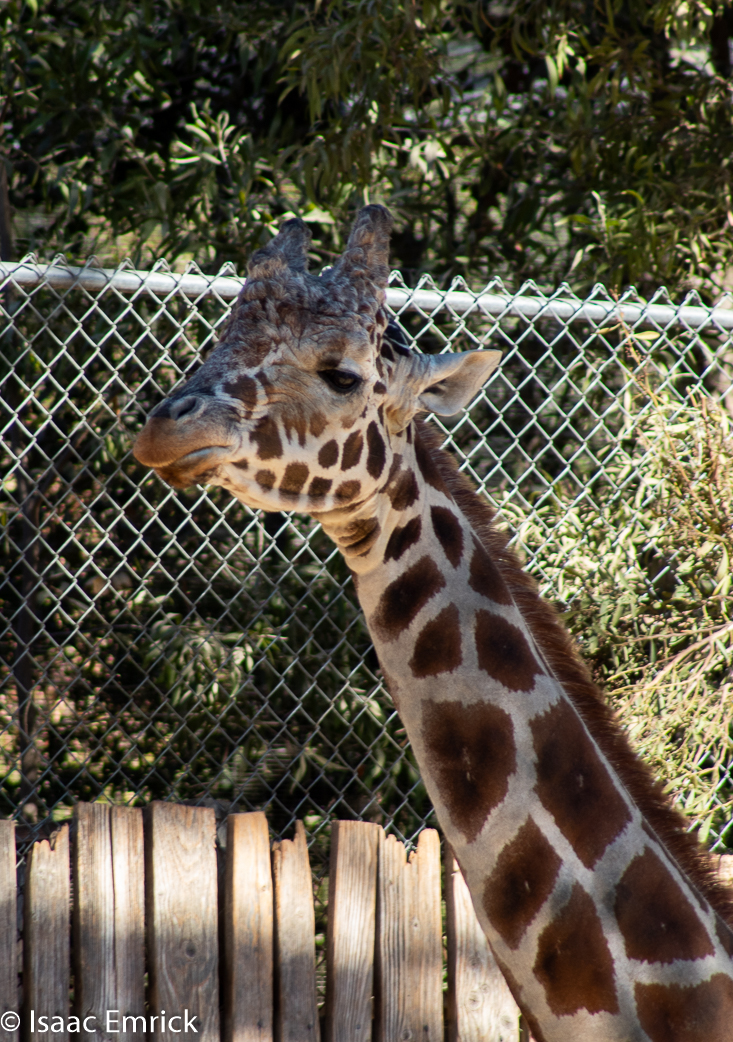 Oakland Zoo 27