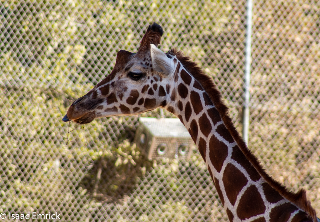 Oakland Zoo 28