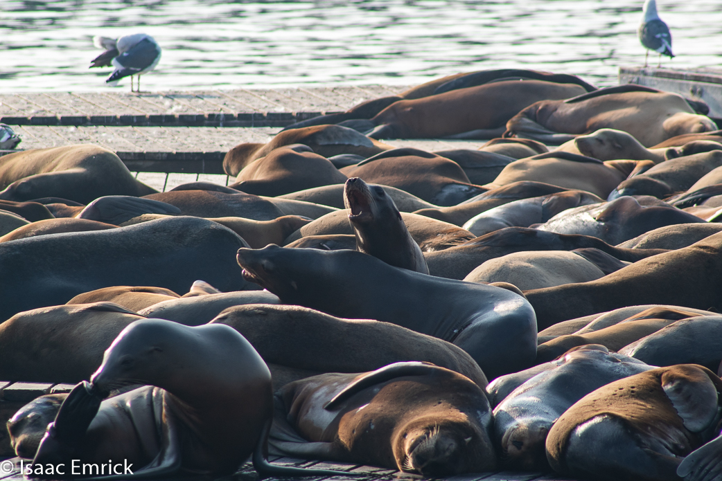 SFBay 11/12/18-44