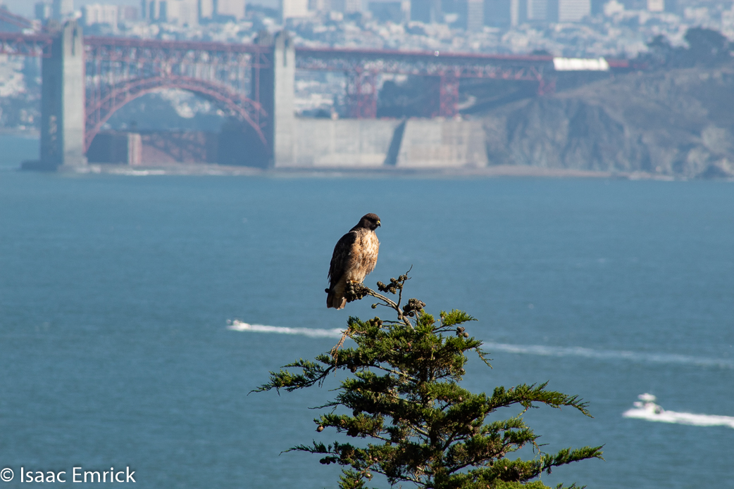 Marin Headlands 10