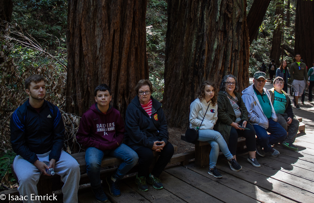 Muir Woods 4