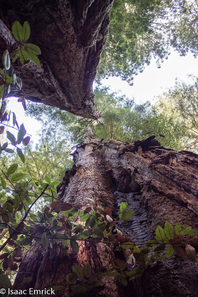 Muir Woods 8