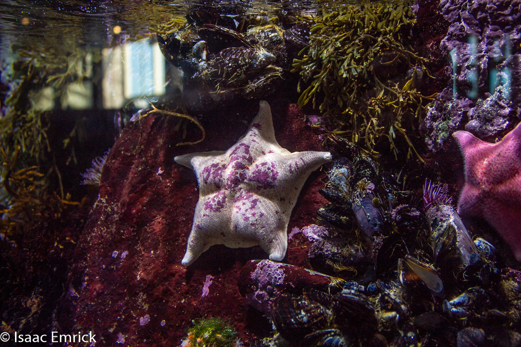 Monterey Aquarium 11