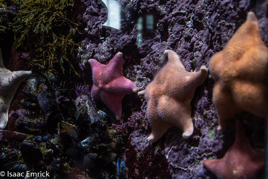 Monterey Aquarium 13