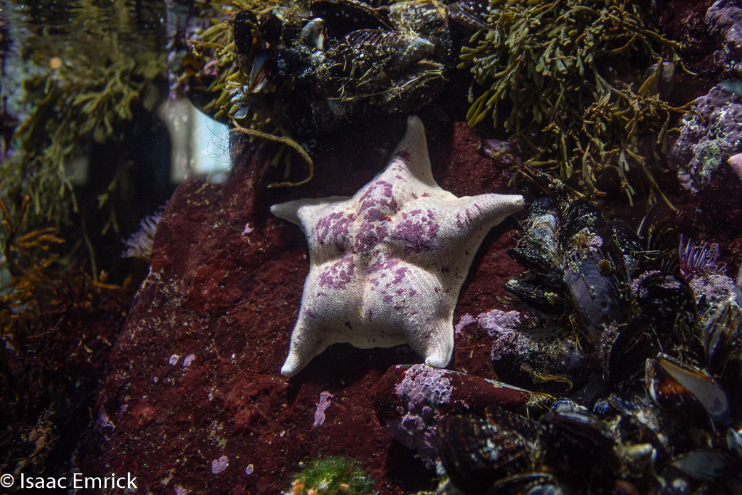 Monterey Aquarium 15