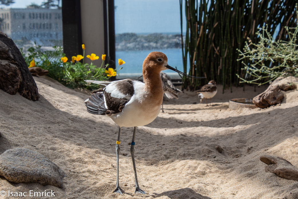 Monterey Aquarium 20