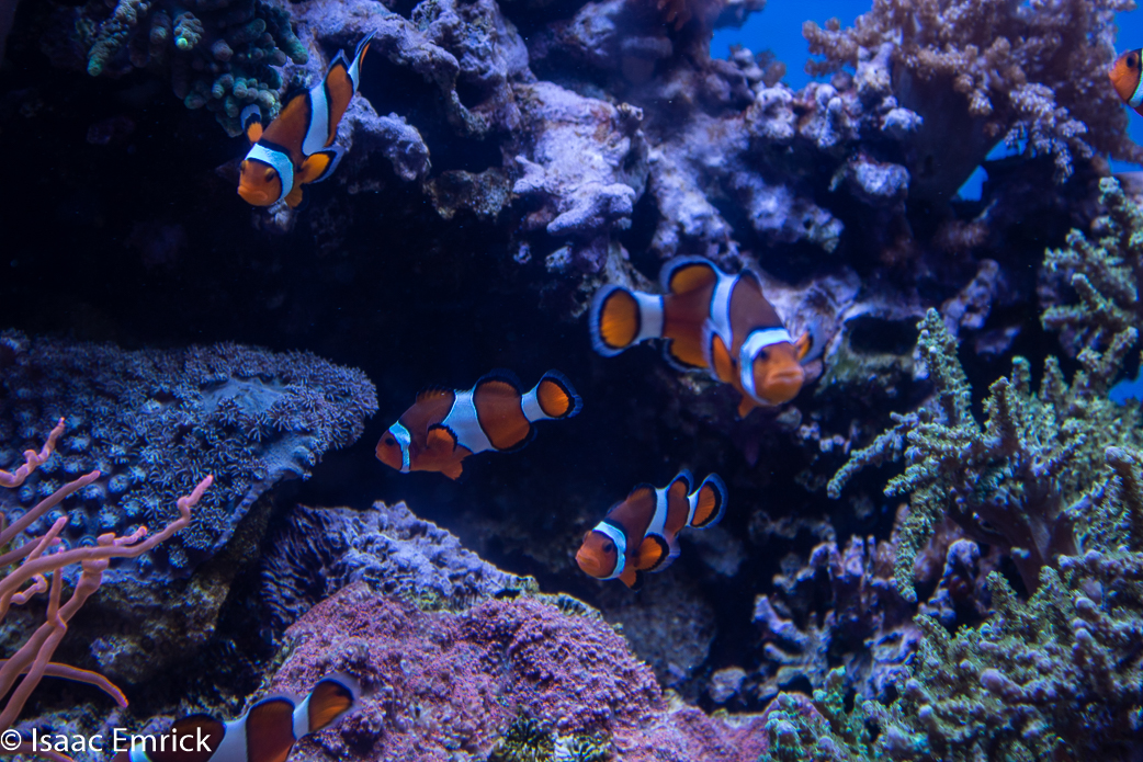Monterey Aquarium 27