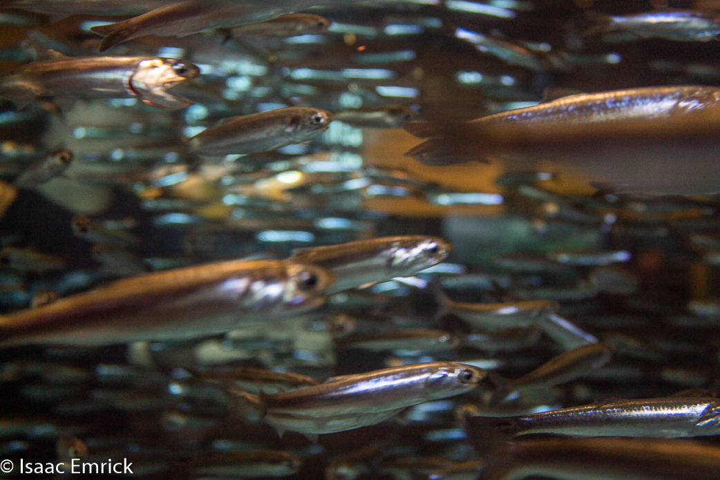 Monterey Aquarium 33