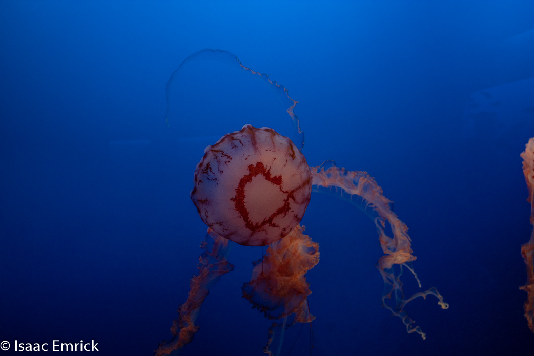 Monterey Aquarium 35