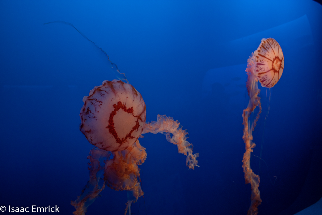 Monterey Aquarium 36