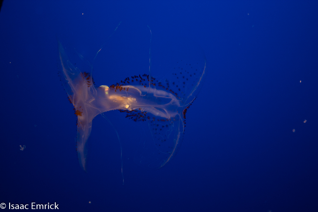 Monterey Aquarium 39