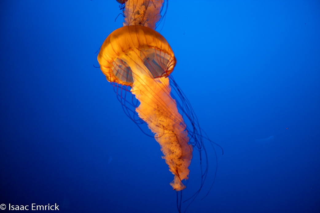 Monterey Aquarium 43