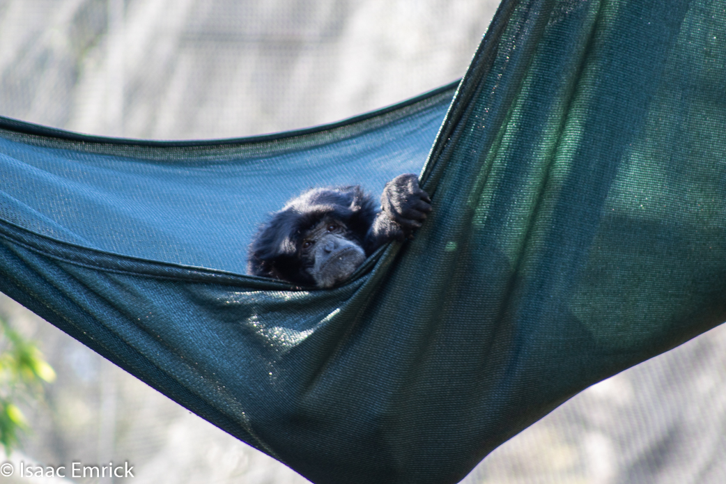 Oakland Zoo 02