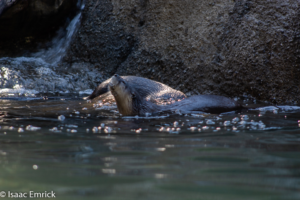 Oakland Zoo 12