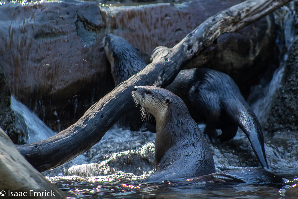 Oakland Zoo 14