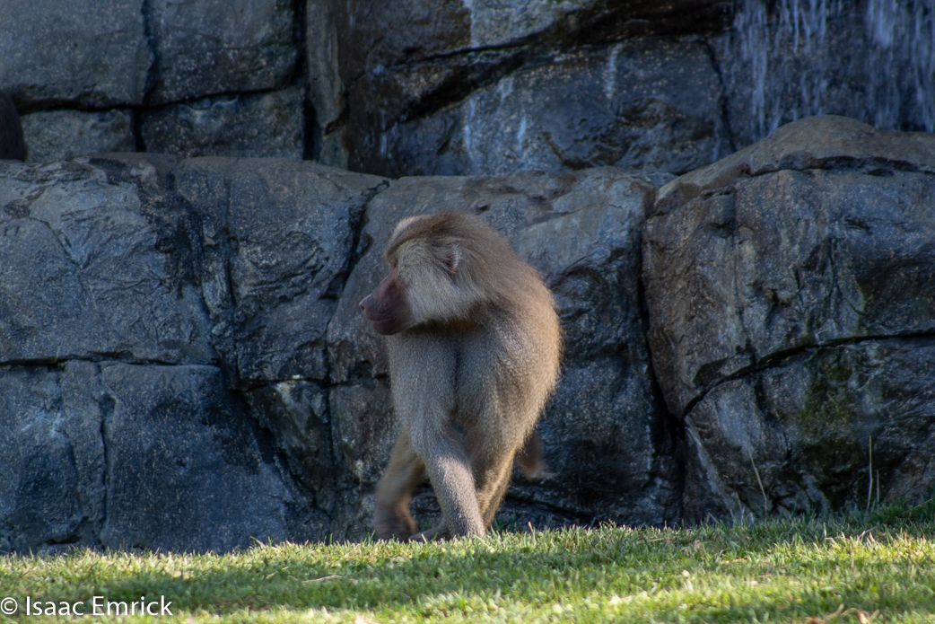 Oakland Zoo 20