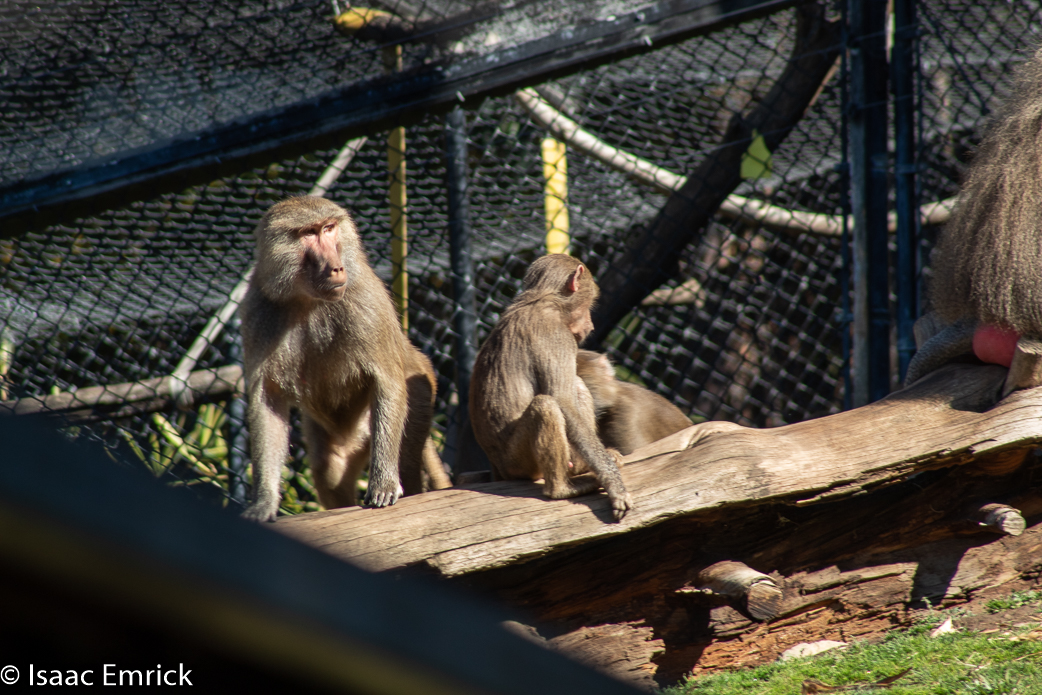 Oakland Zoo 21