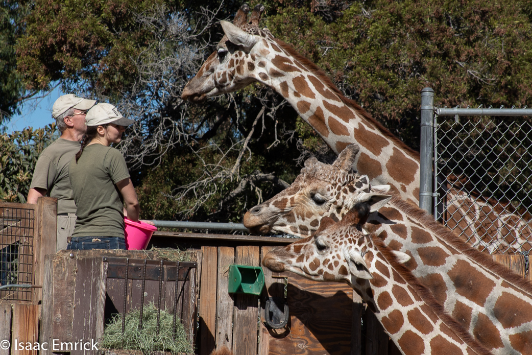 Oakland Zoo 34
