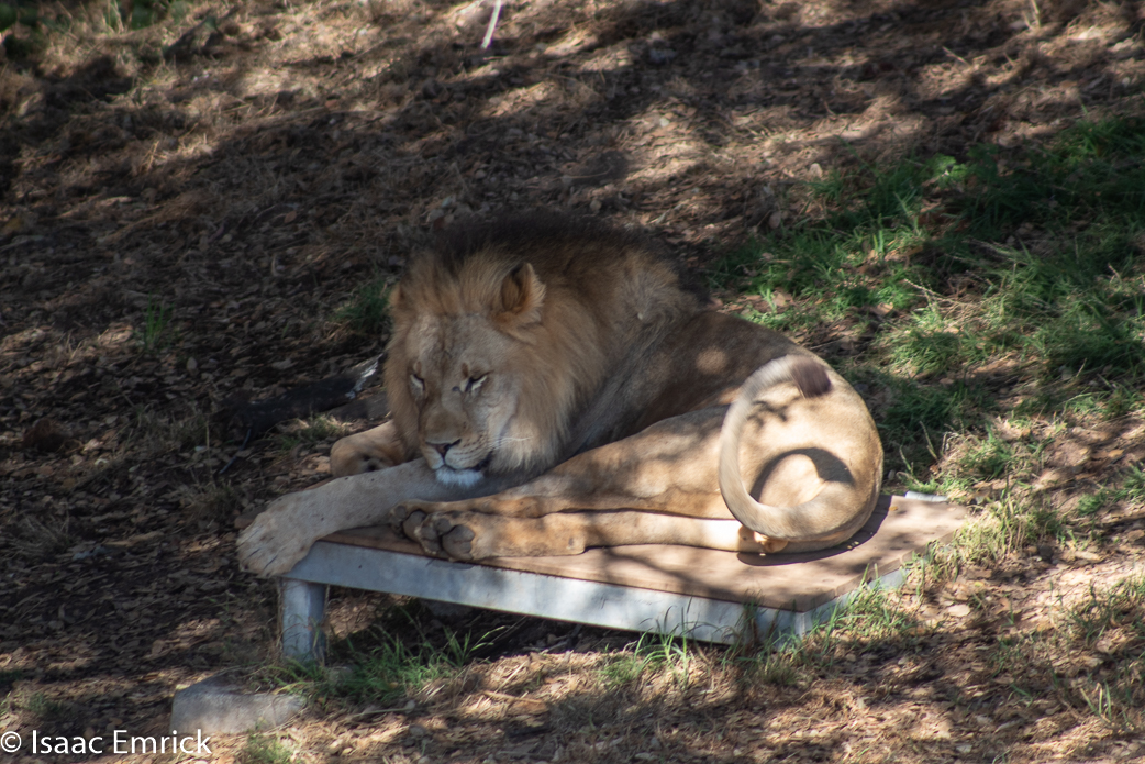 Oakland Zoo 36