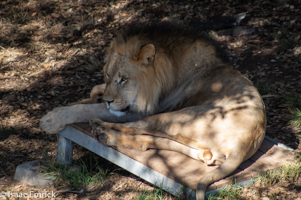 Oakland Zoo 37