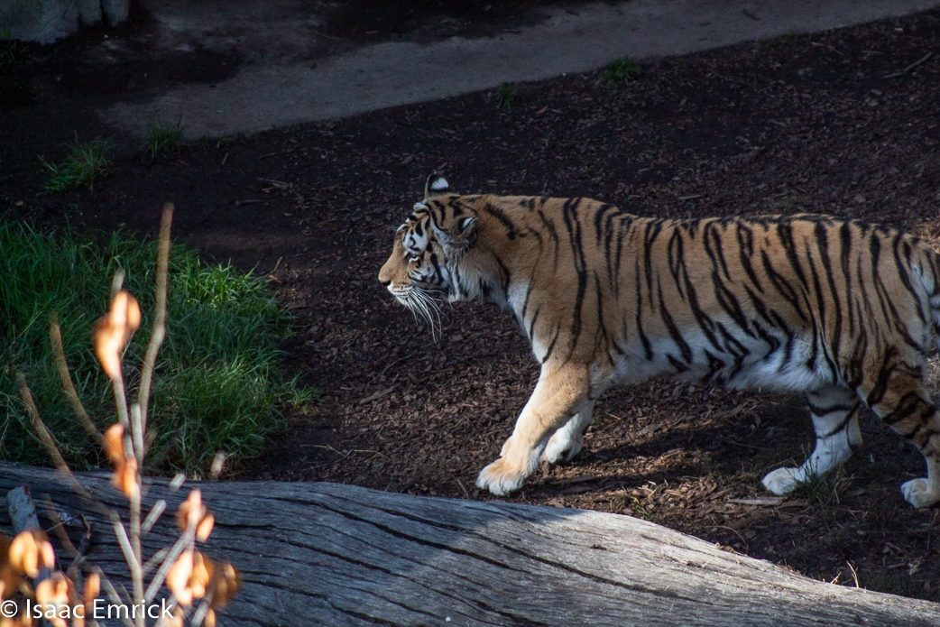 Oakland Zoo 42