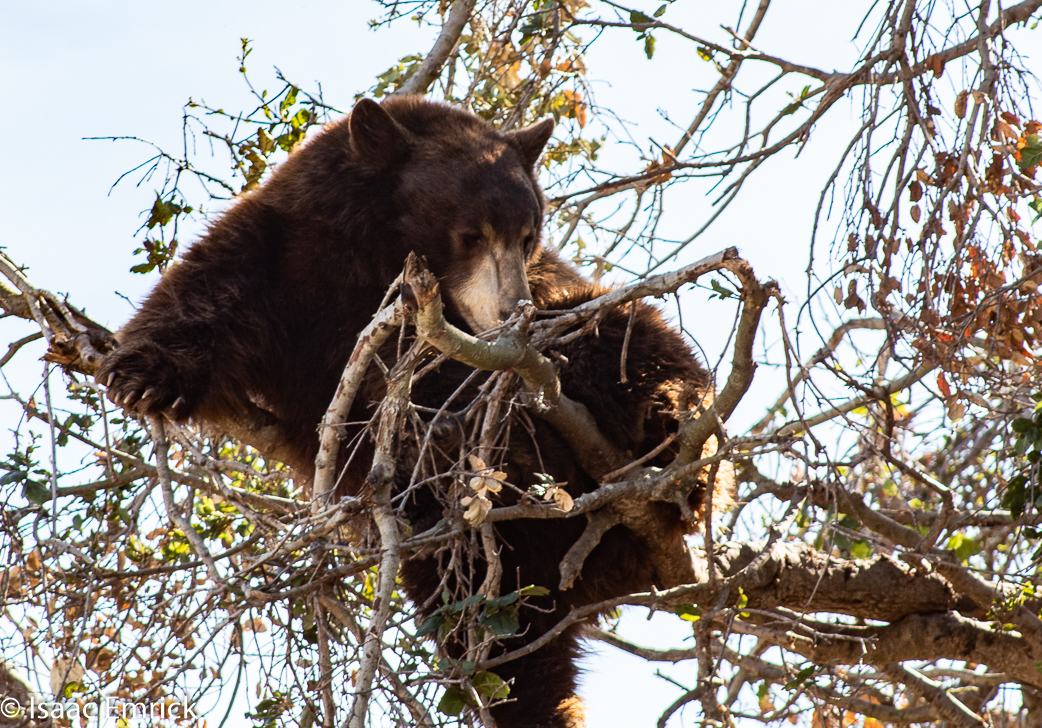 Oakland Zoo 48