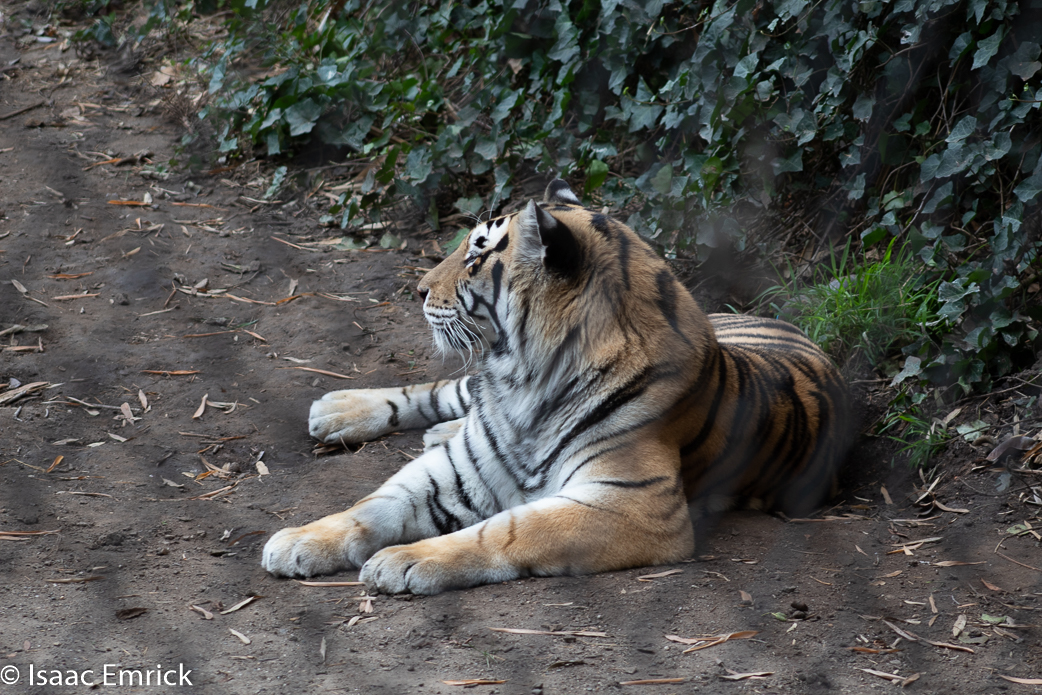 Oakland Zoo 65
