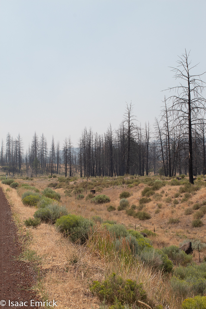 Oregon - 12