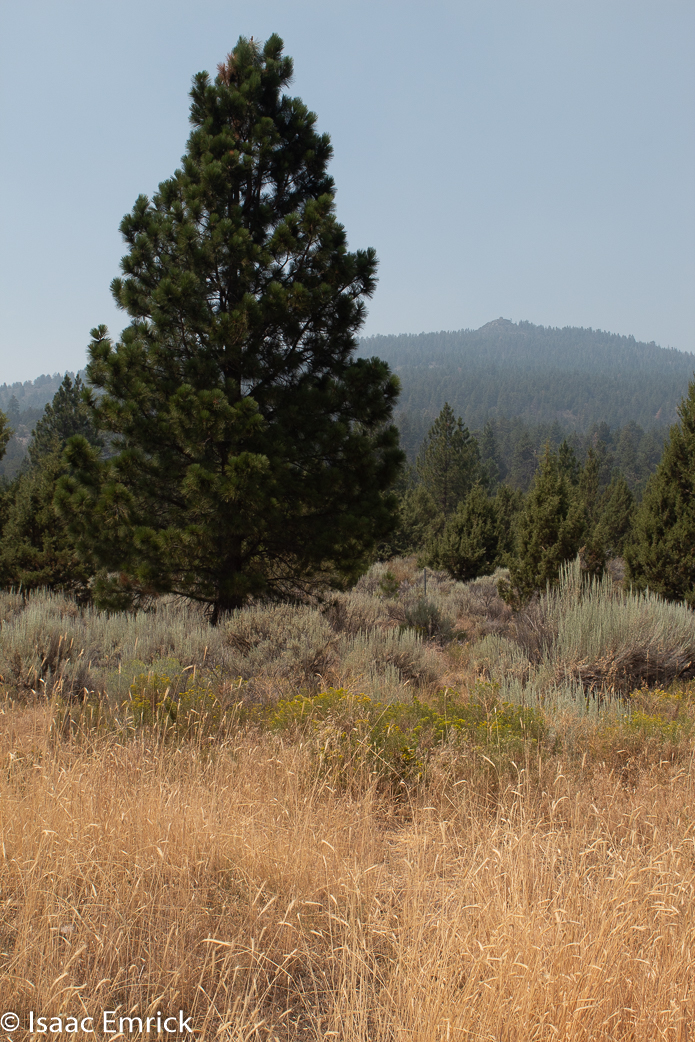 Oregon - 15