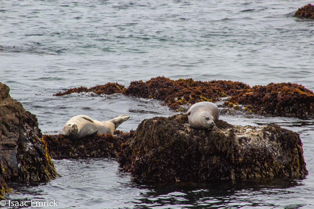 Seals 8