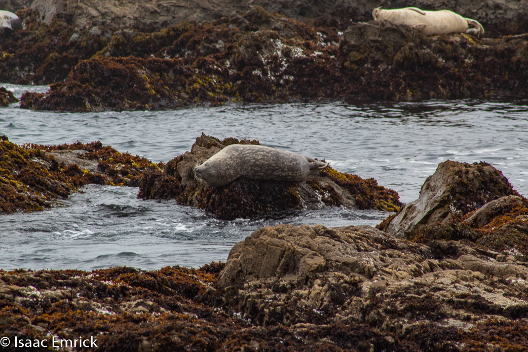 Seals 10