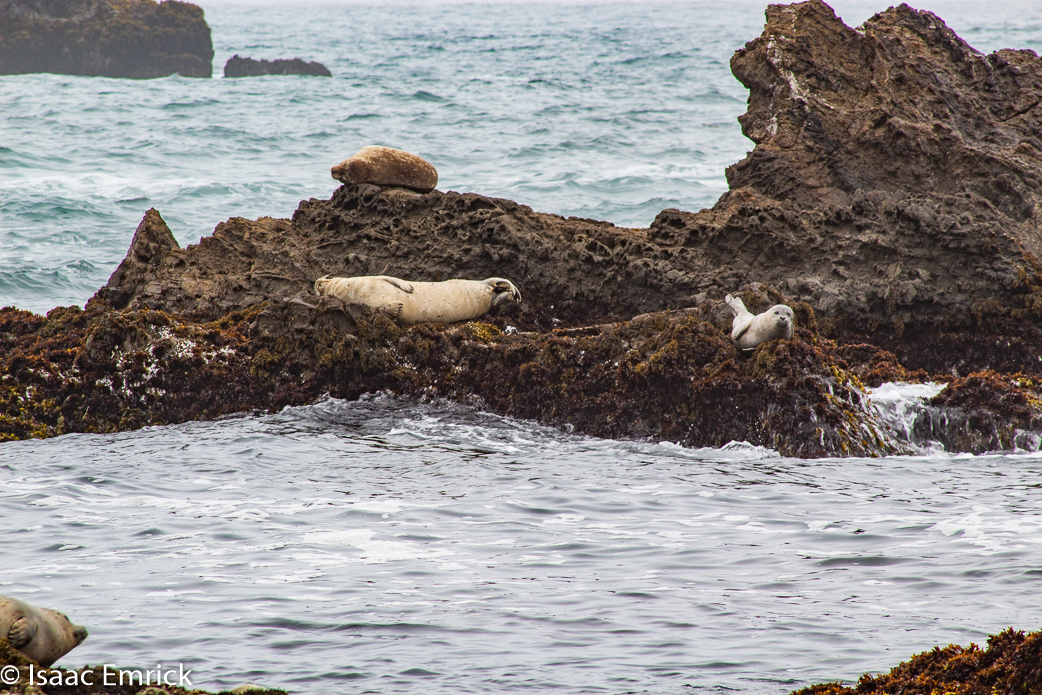 Seals 13