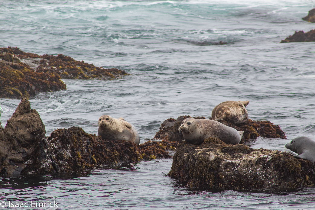 Seals 18