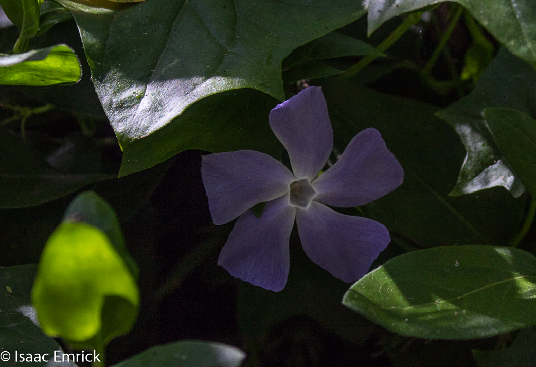 Hidden Violet 2