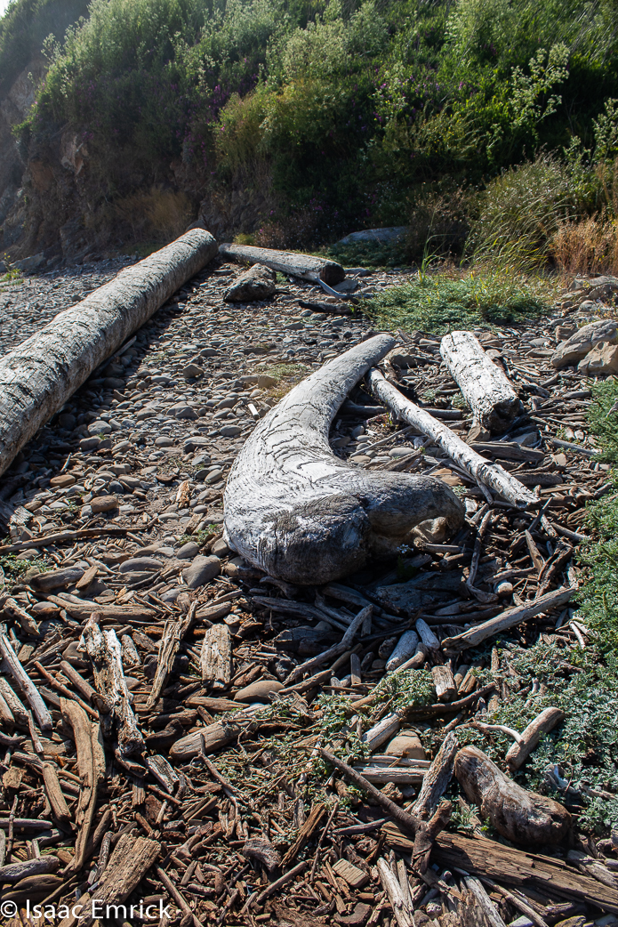 Bowling Ball Beach Driftwood 2