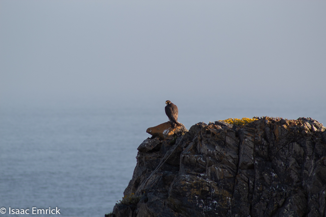 Falcon over Rock Point 2