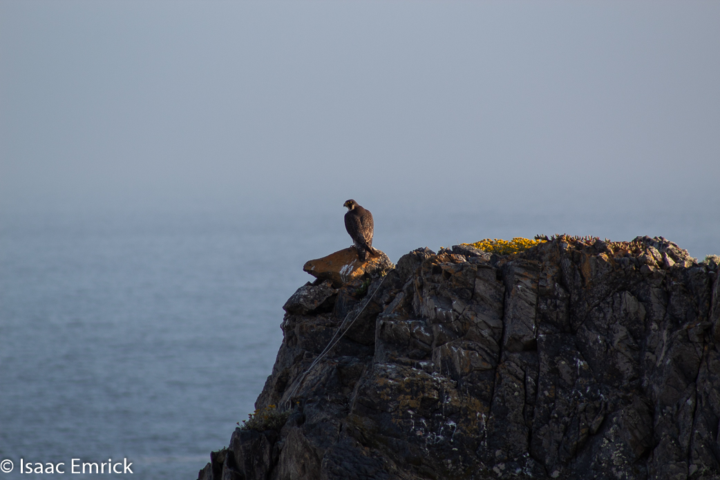 Falcon over Rock Point 4